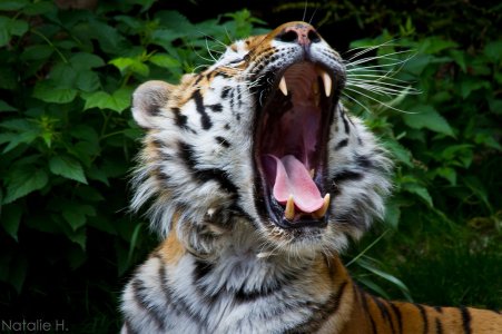 Image courtesy-deviantart.com