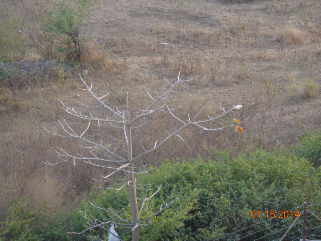 A tree with its last leaf