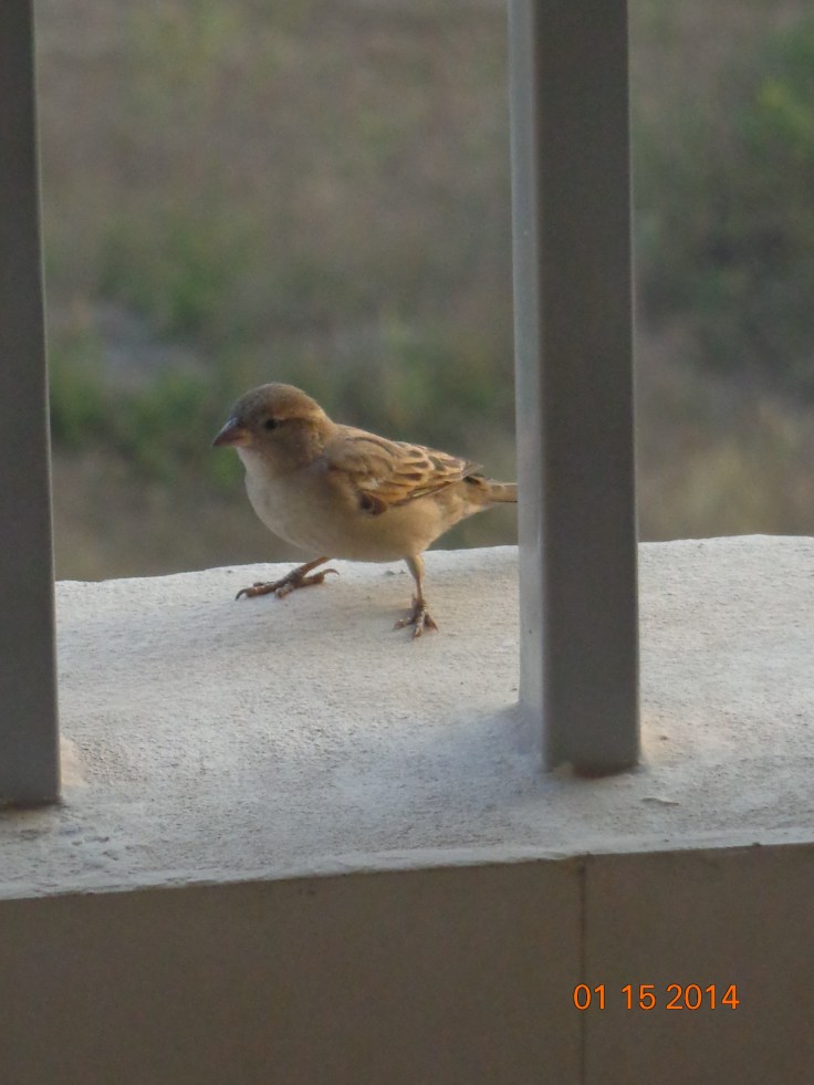 A sparrow in the balcony hopping about.
