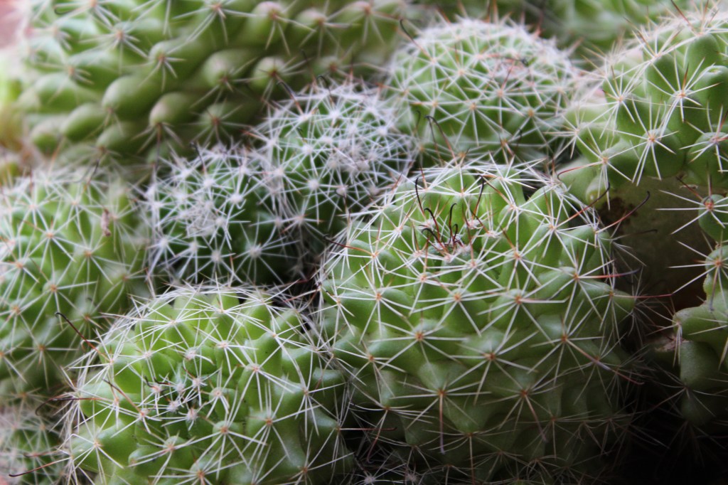 Potted cactus