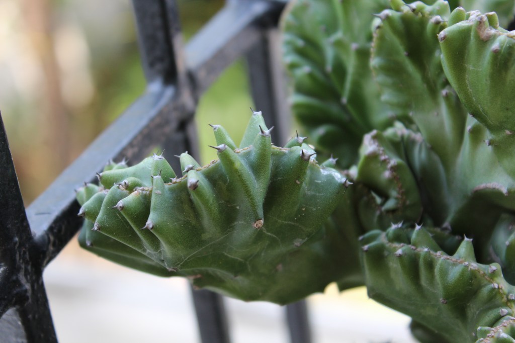 Potted cactus