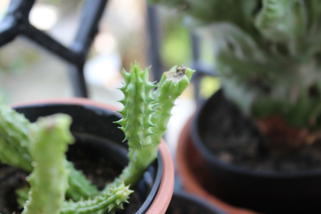 Potted cactus.