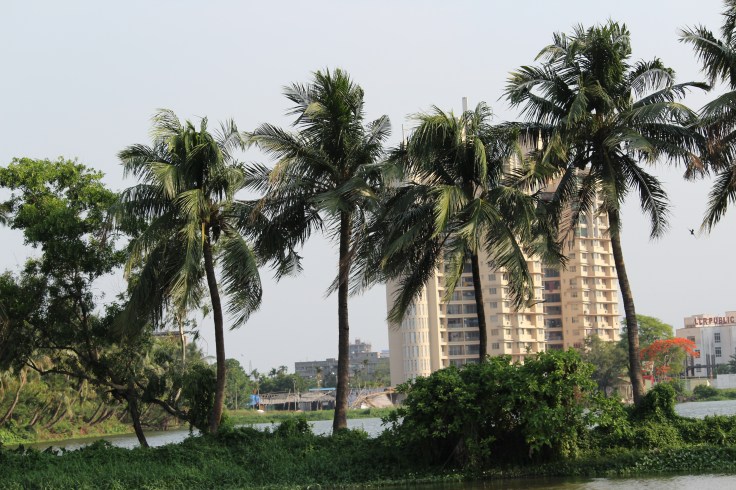 Coconut trees in the wind.