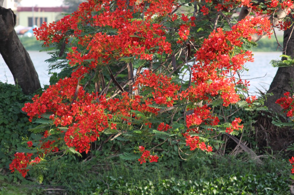 Color burst.