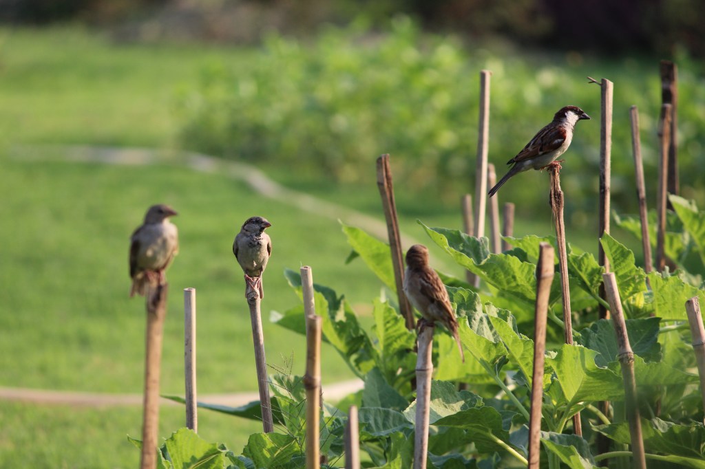 Birds at Victoria Memorial.