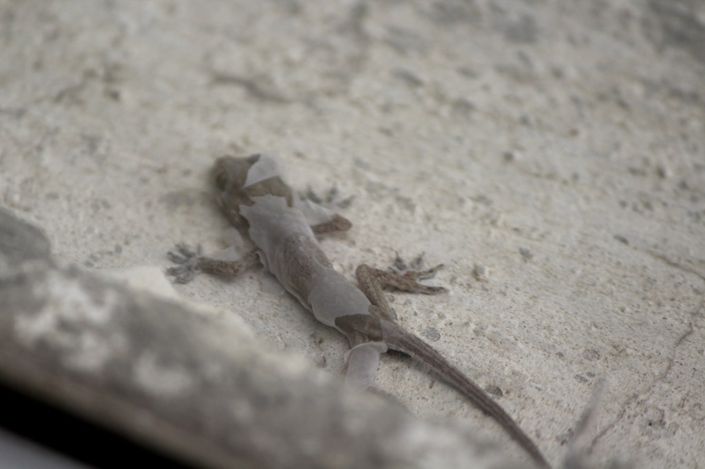 A molting house lizard.
