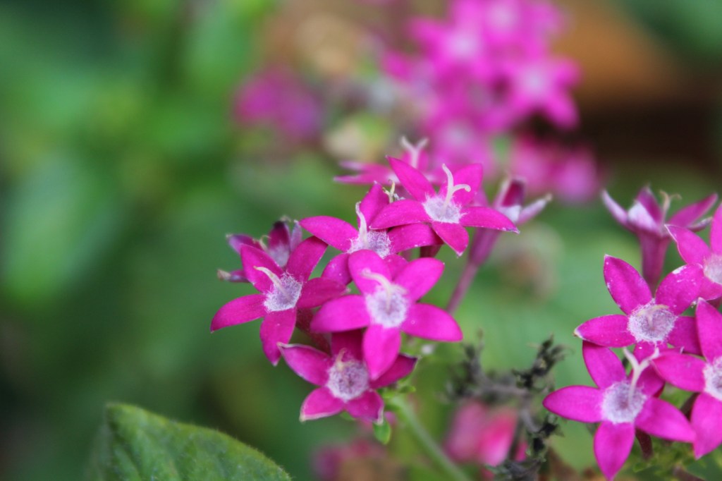 flower bunches