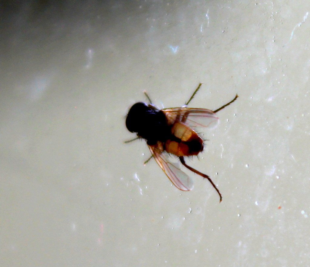A fly magnified.