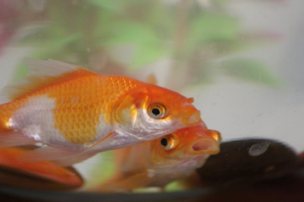 The daily dose of fishbowl gossip.