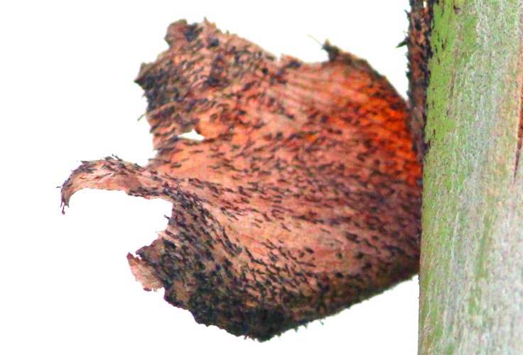 Tree bark amplified.