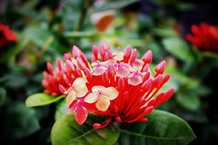 Flower- cinemascope format and filter applied.