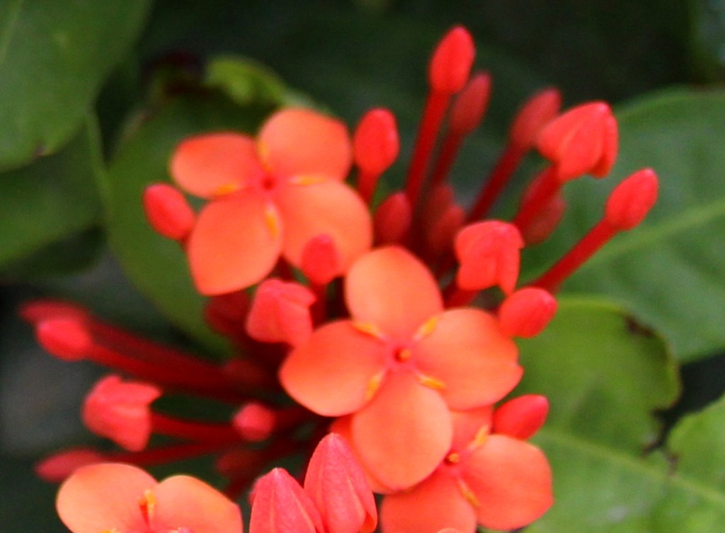 Portion of flower- magnified.