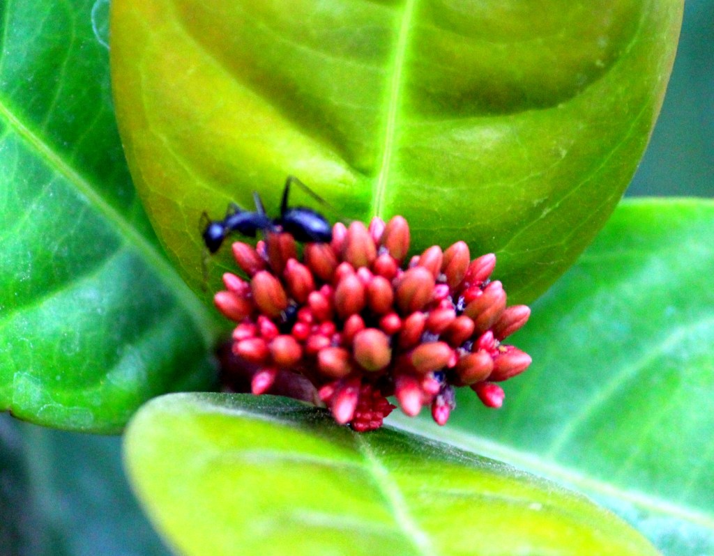 Ant on flower- magnified.