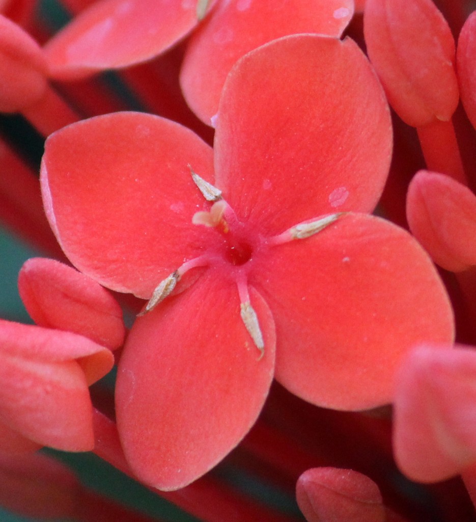 Flower in a bunch- magnified.