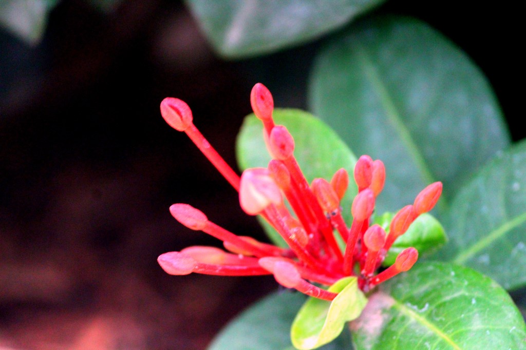 Segment of flower- magnified.
