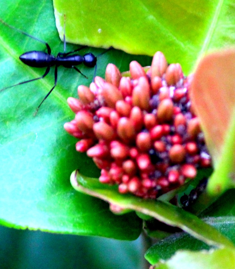 Ant- zoom in.