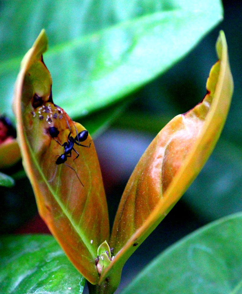 Ant on a two-leaf junction.