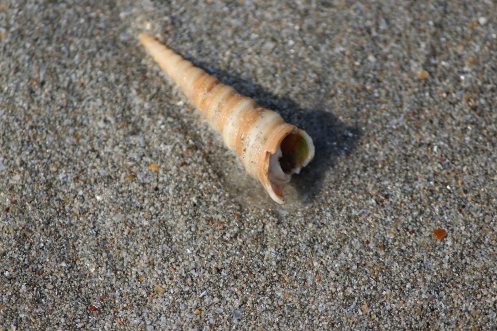 Treasures of the beach aka results of our scavenging