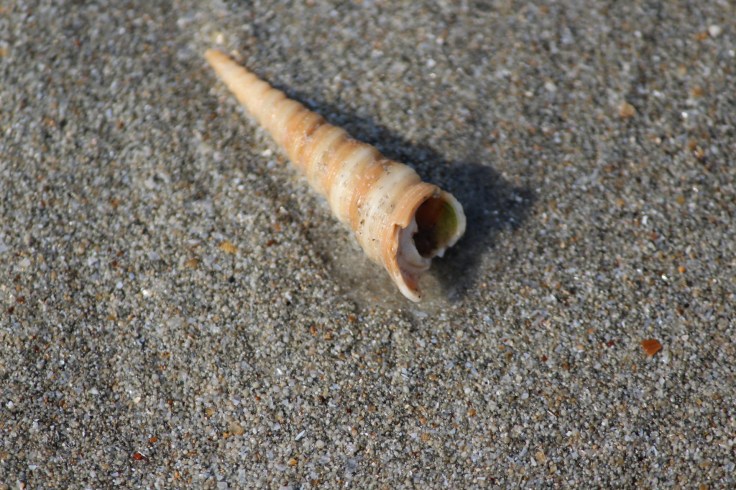 Treasures of the beach aka results of our scavenging